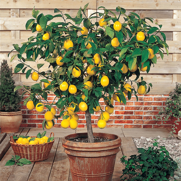 How To Care For Your Lemon Tree Indoors During The Winter
