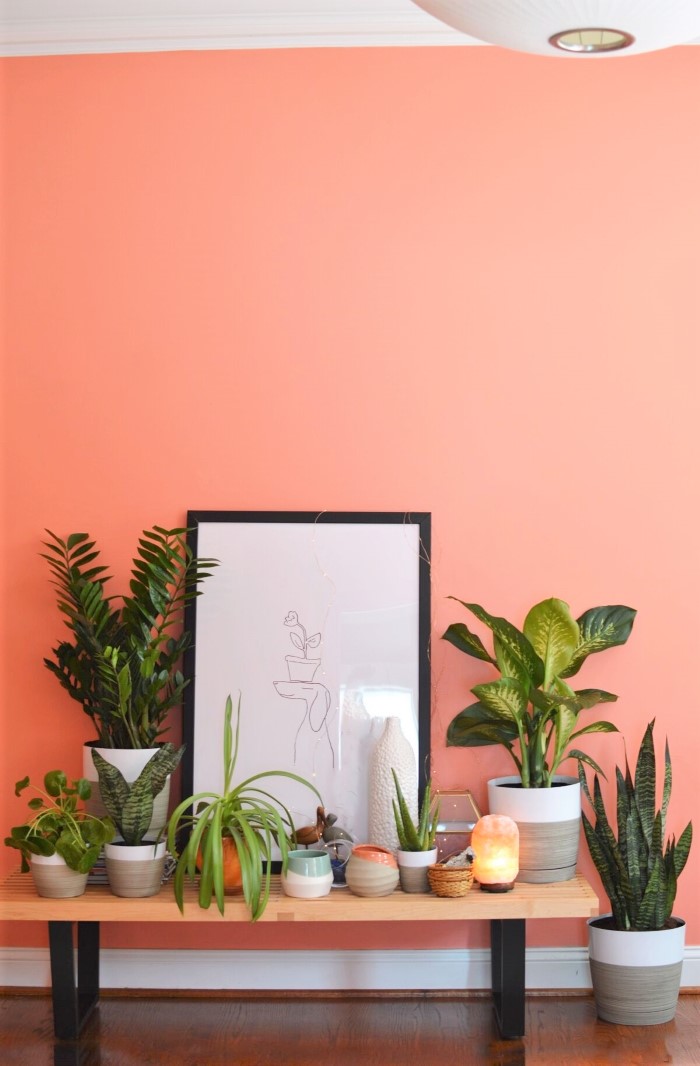5 Easy to Care for Plants With Plant Care Tips