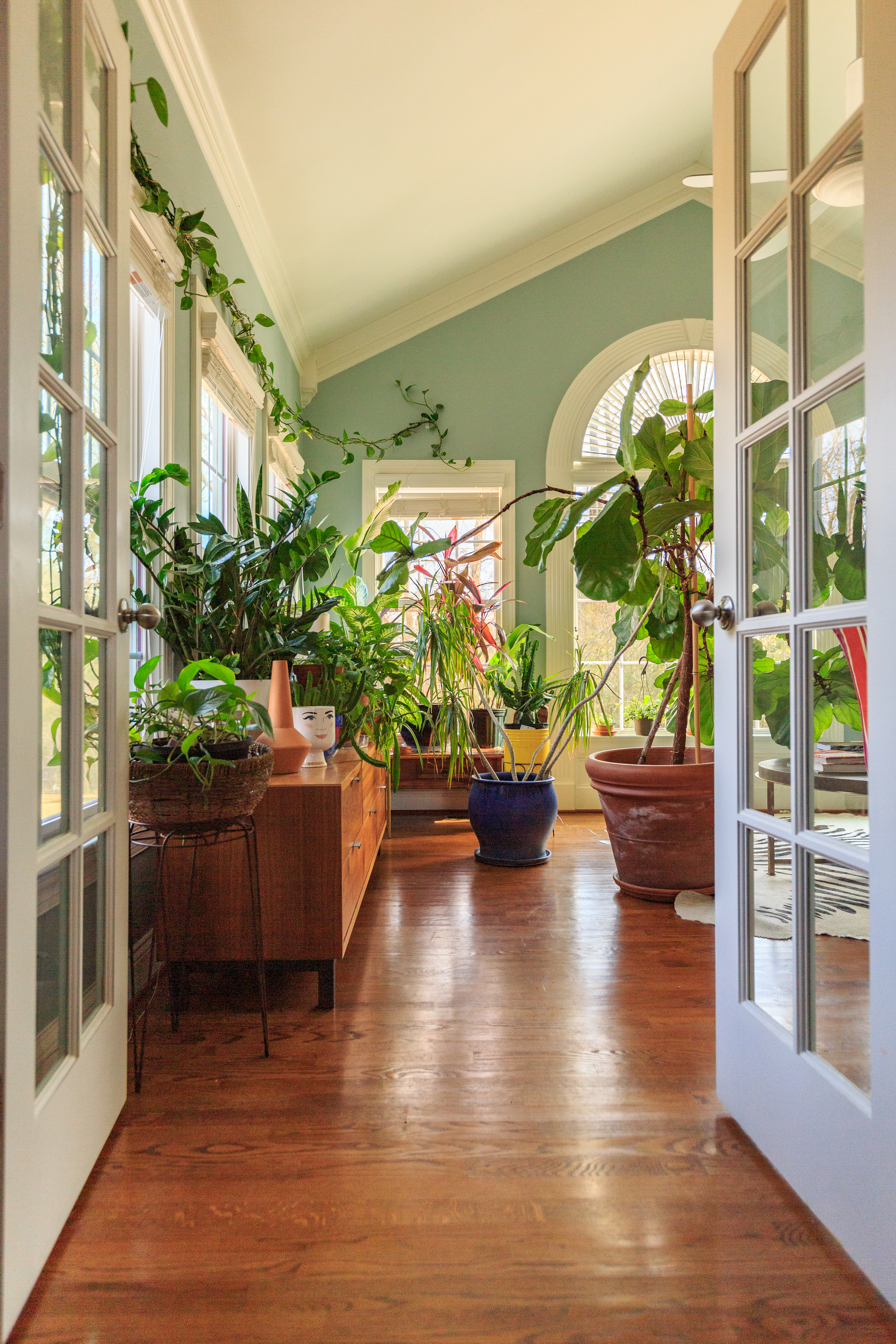 spring plant care, indoor plant light needs, houseplant tips