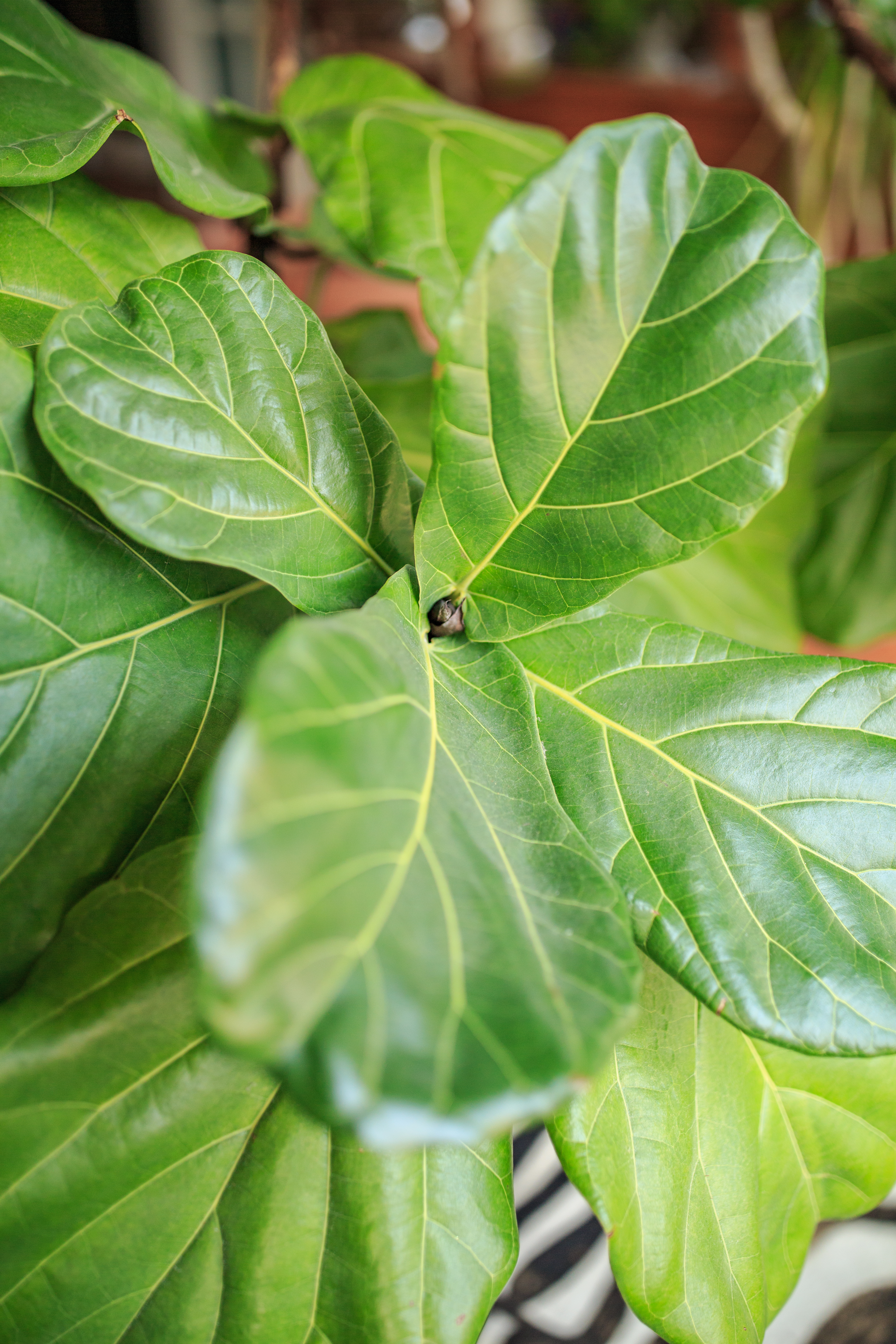 epotting houseplants in spring, when to repot plants, refreshing potting soil